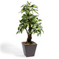 Composition Ficus