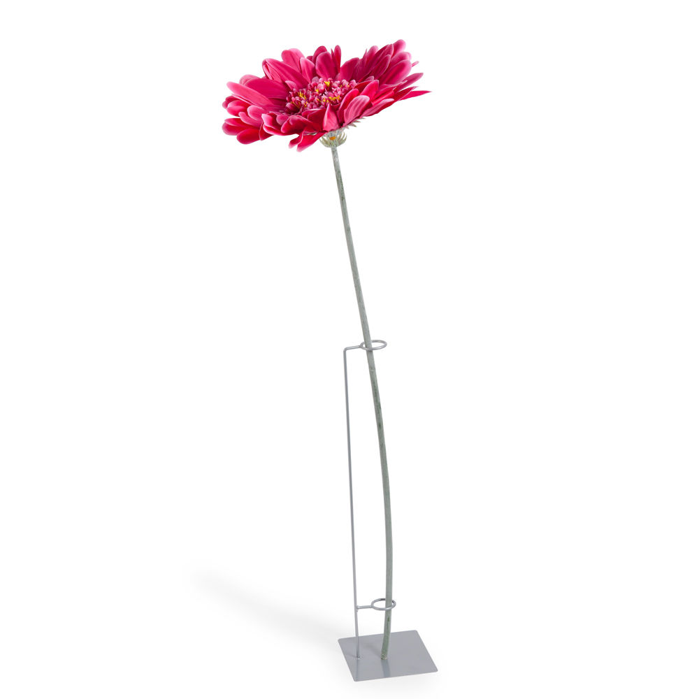 Daisy Stem